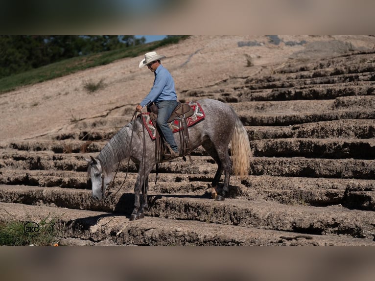 Caballo cuarto de milla Yegua 6 años 152 cm Tordo in Canyon, TX