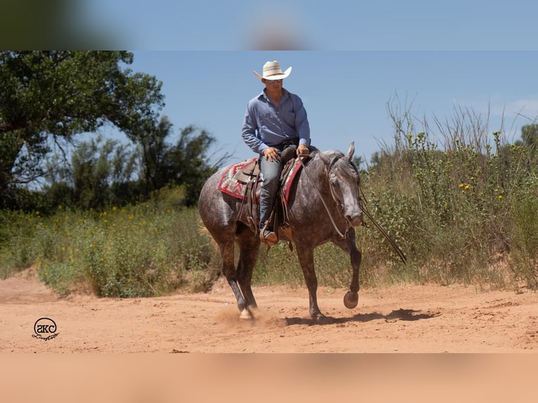 Caballo cuarto de milla Yegua 6 años 152 cm Tordo in Canyon, TX