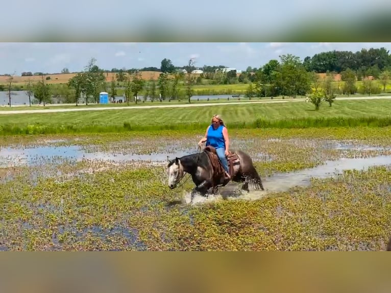 Caballo cuarto de milla Yegua 6 años 152 cm Tordo in Henderson, KY