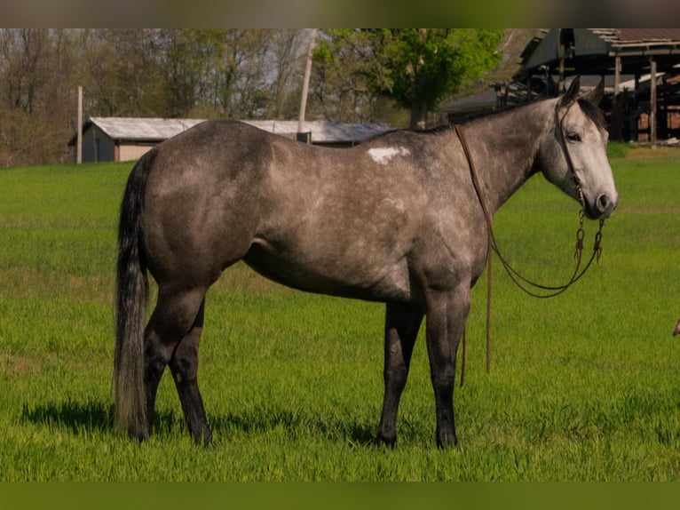 Caballo cuarto de milla Yegua 6 años 152 cm Tordo in Henderson, KY