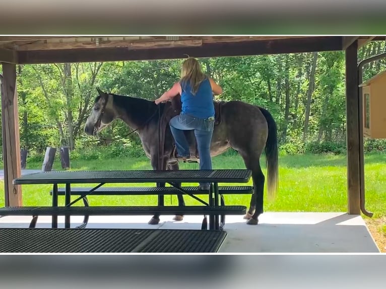 Caballo cuarto de milla Yegua 6 años 152 cm Tordo in Henderson, KY