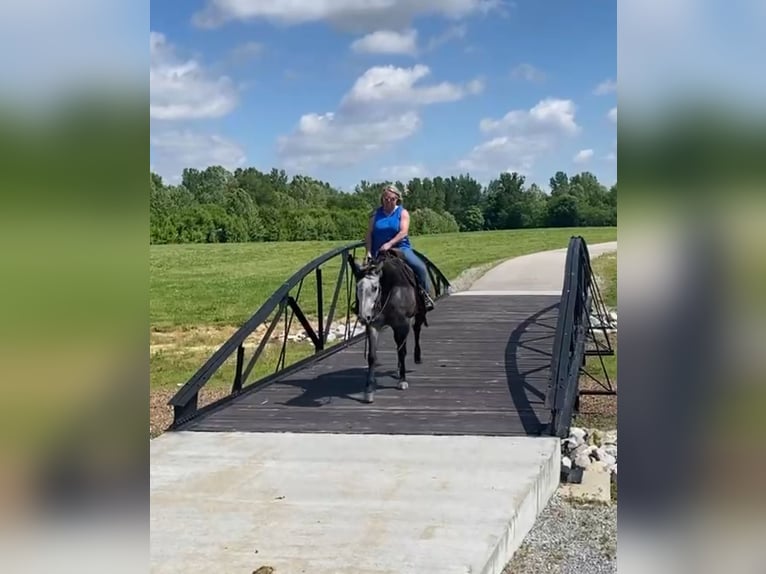 Caballo cuarto de milla Yegua 6 años 152 cm Tordo in Henderson, KY
