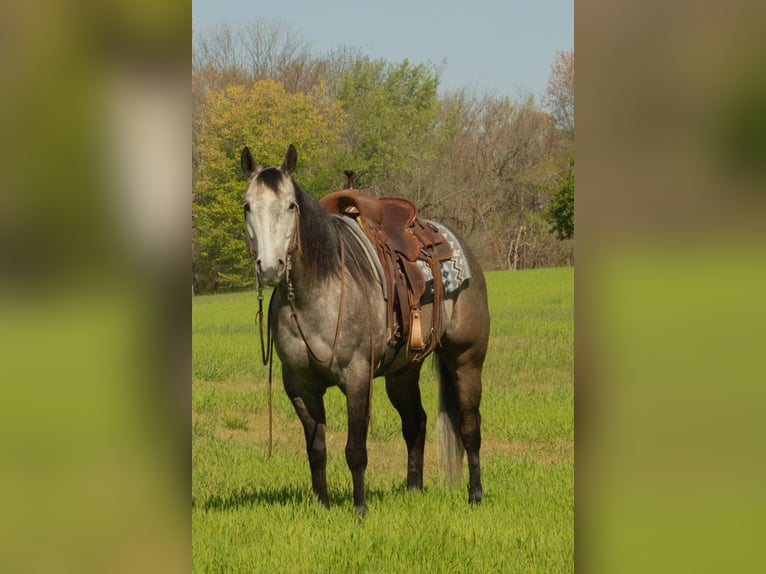 Caballo cuarto de milla Yegua 6 años 152 cm Tordo in Henderson, KY