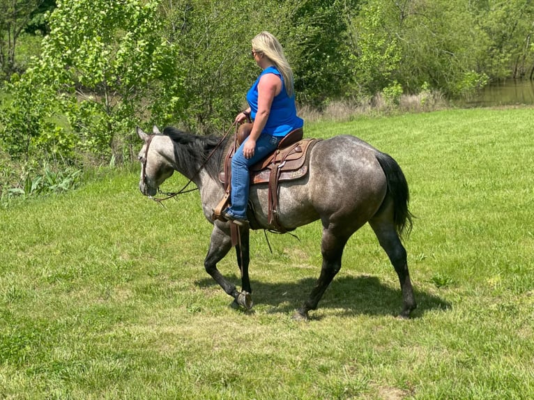 Caballo cuarto de milla Yegua 6 años 152 cm Tordo in Henderson, KY