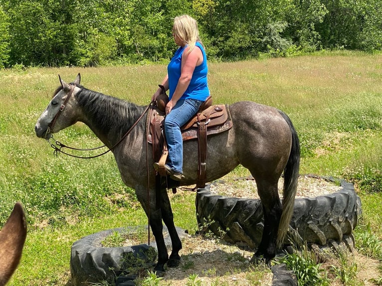 Caballo cuarto de milla Yegua 6 años 152 cm Tordo in Henderson, KY