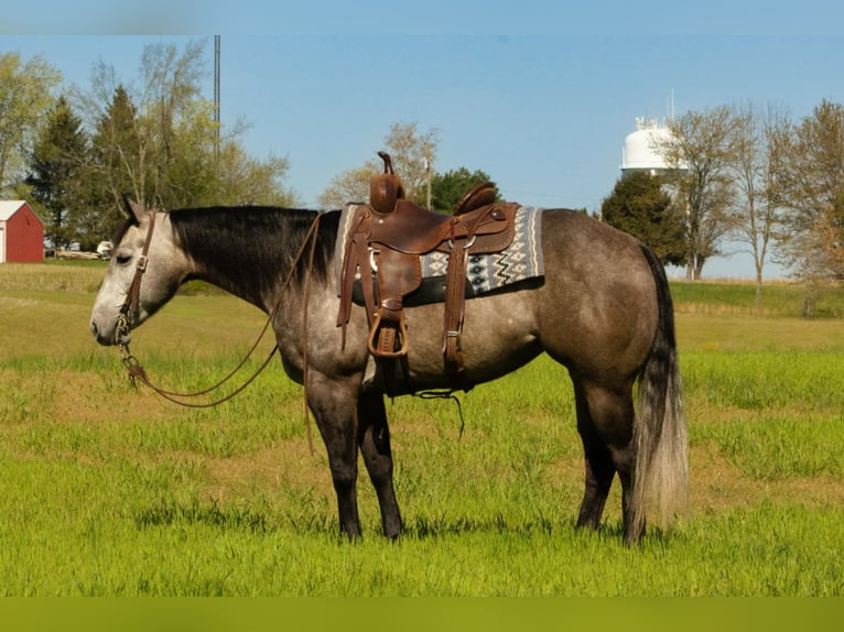 Caballo cuarto de milla Yegua 6 años 152 cm Tordo in Henderson, KY