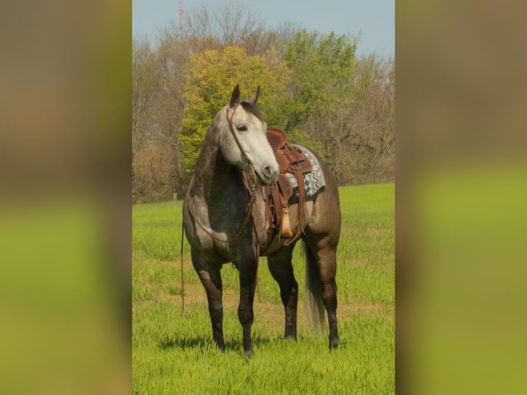 Caballo cuarto de milla Yegua 6 años 152 cm Tordo in Henderson, KY