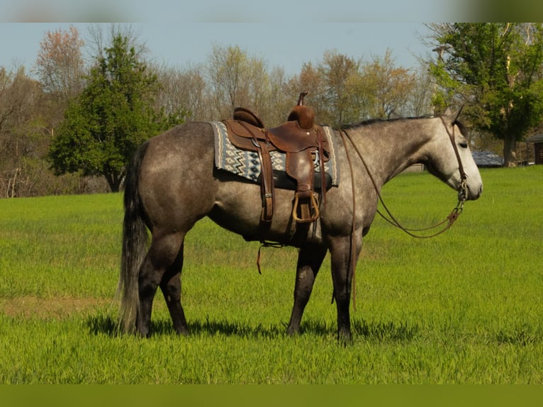 Caballo cuarto de milla Yegua 6 años 152 cm Tordo in Henderson, KY