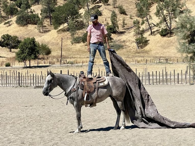 Caballo cuarto de milla Yegua 6 años 152 cm Tordo rodado in Paicines CA