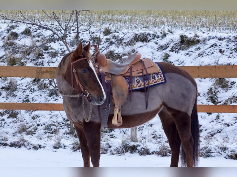 Caballo cuarto de milla Yegua 6 años 153 cm Alazán-tostado in Reichelsheim
