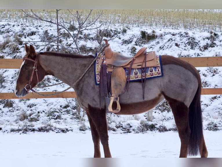 Caballo cuarto de milla Yegua 6 años 153 cm Alazán-tostado in Reichelsheim