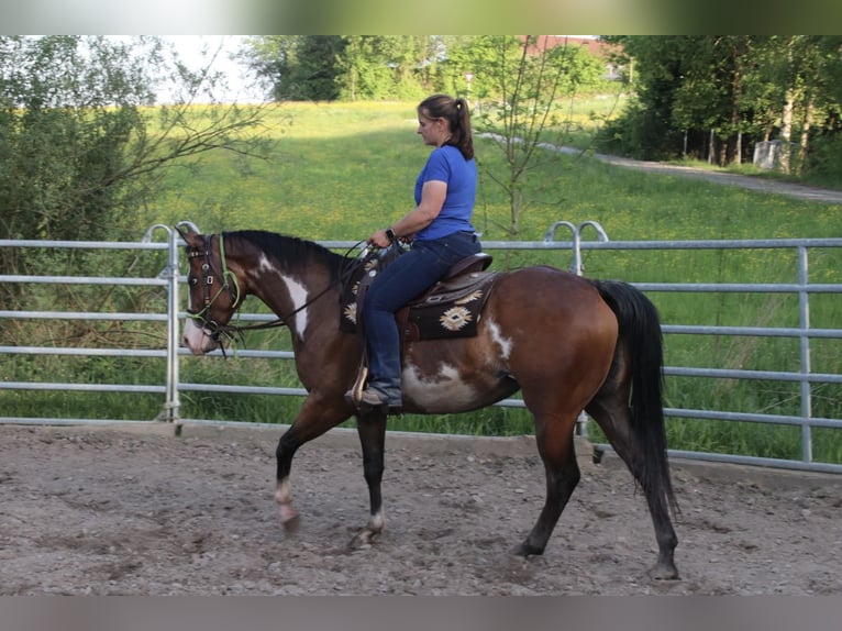Caballo cuarto de milla Yegua 6 años 153 cm Overo-todas las-capas in Schwarzach