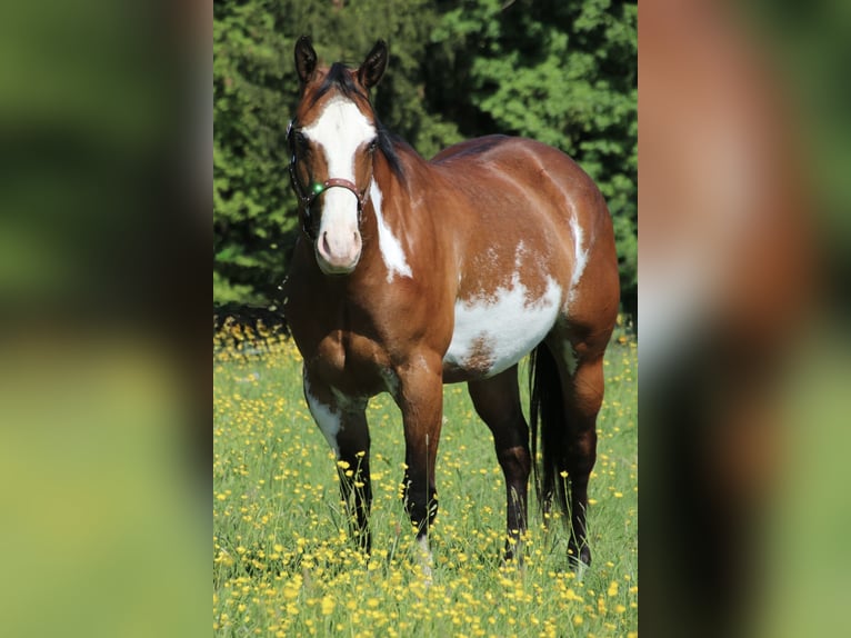Caballo cuarto de milla Yegua 6 años 153 cm Overo-todas las-capas in Schwarzach