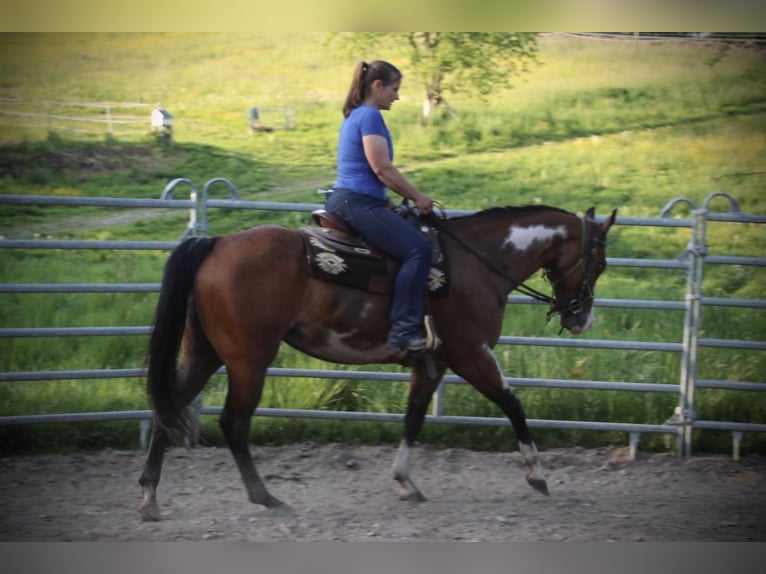 Caballo cuarto de milla Yegua 6 años 153 cm Overo-todas las-capas in Schwarzach