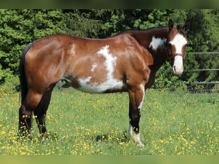 Caballo cuarto de milla Yegua 6 años 153 cm Overo-todas las-capas in Schwarzach