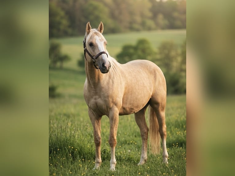 Caballo cuarto de milla Yegua 6 años 153 cm Palomino in Eynatten