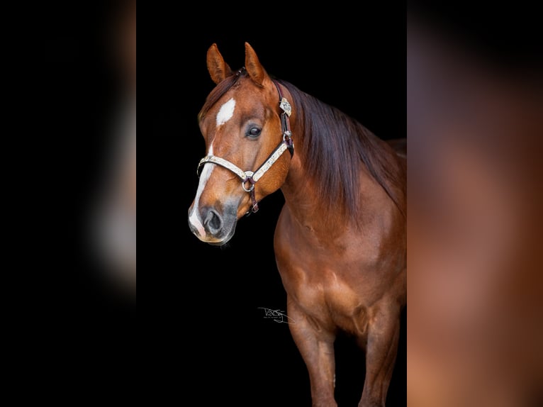 Caballo cuarto de milla Yegua 6 años 154 cm Alazán in Ulrichstein