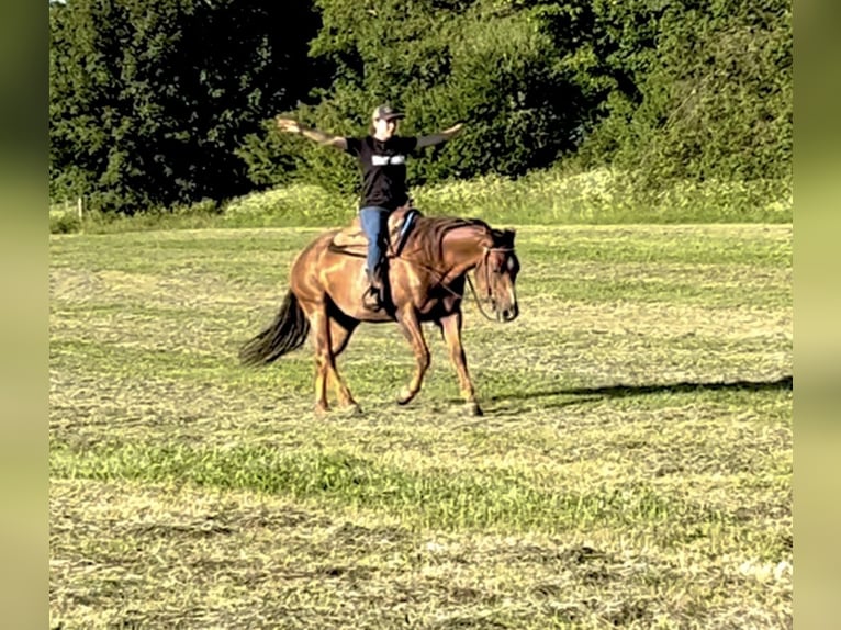 Caballo cuarto de milla Yegua 6 años 154 cm Alazán in Ulrichstein