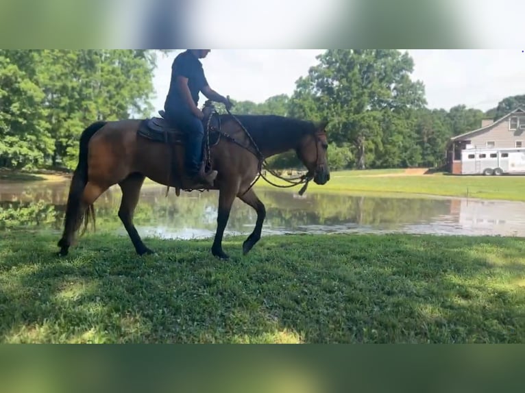 Caballo cuarto de milla Yegua 6 años 155 cm Buckskin/Bayo in Monroe, NC
