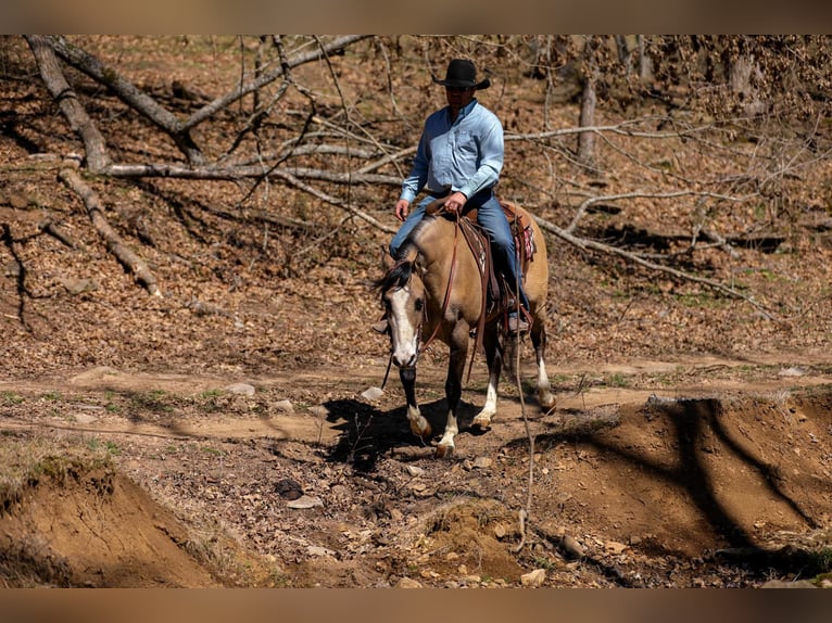 Caballo cuarto de milla Yegua 6 años 155 cm Buckskin/Bayo in Santa Fe, TN