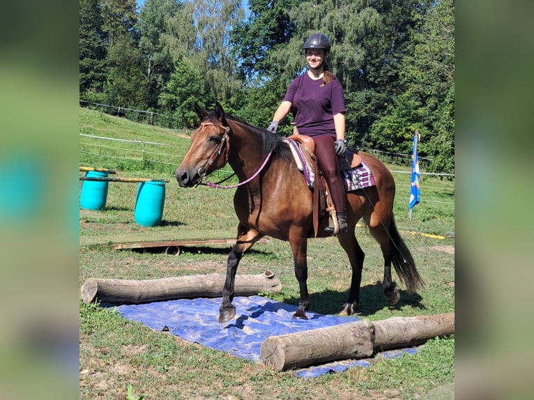 Caballo cuarto de milla Mestizo Yegua 6 años 155 cm Castaño in Bayerbach