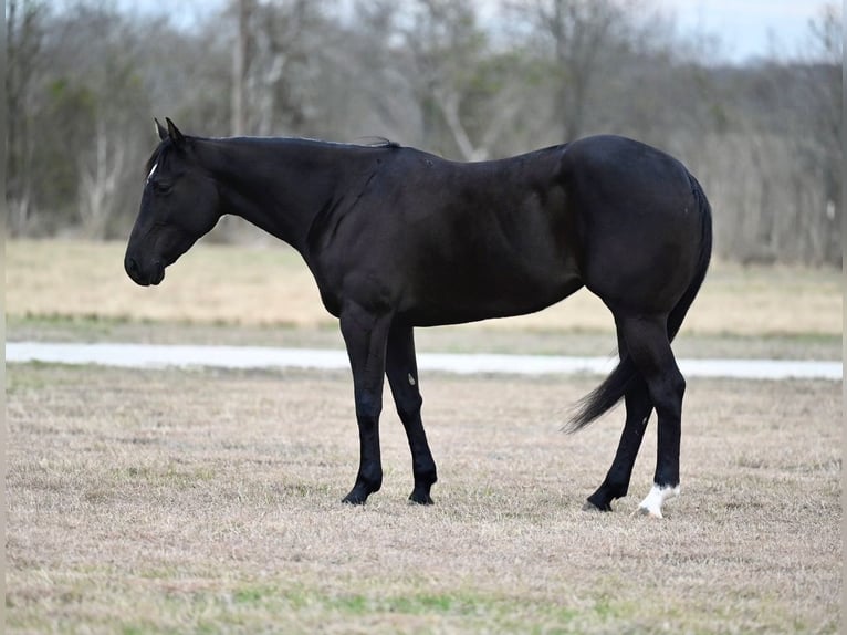 Caballo cuarto de milla Yegua 6 años 155 cm Negro in Carrollton, KY