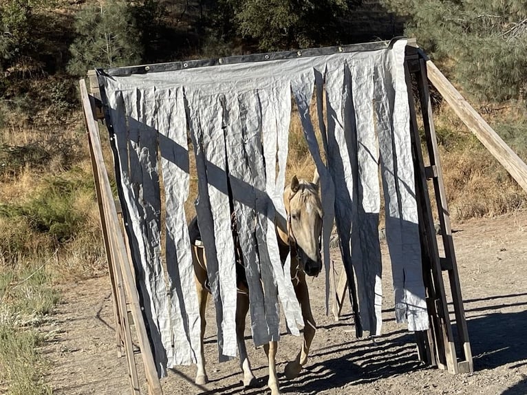 Caballo cuarto de milla Yegua 6 años 155 cm Palomino in Paicines CA