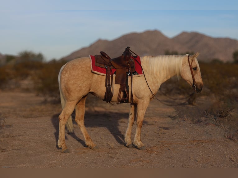 Caballo cuarto de milla Yegua 6 años 155 cm Palomino in Casa Grande, AZ