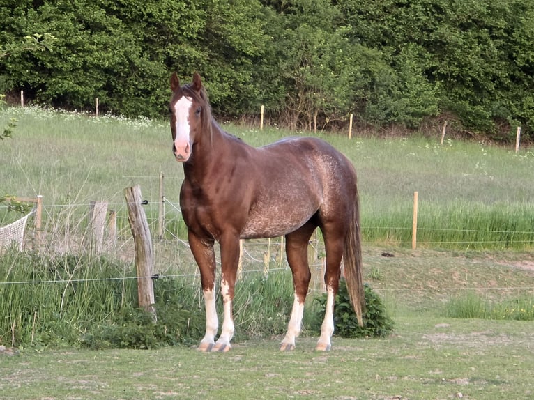 Caballo cuarto de milla Yegua 6 años 155 cm Rabicano in Andernach