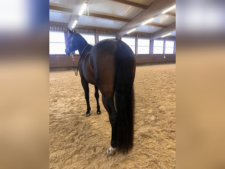 Caballo cuarto de milla Yegua 6 años 156 cm Castaño in Pfalzgrafenweiler