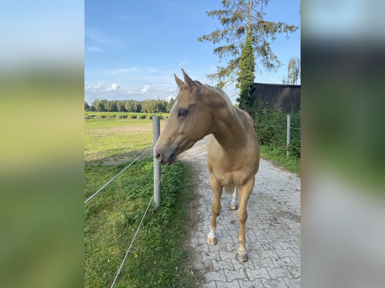 Caballo cuarto de milla Yegua 6 años 156 cm Champán in Harsewinkel