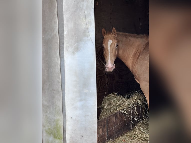 Caballo cuarto de milla Yegua 6 años 156 cm Champán in Harsewinkel