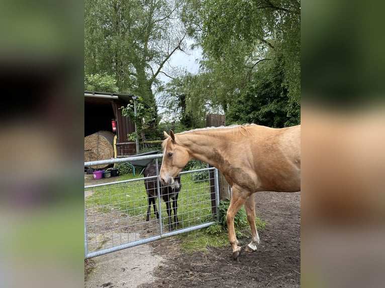 Caballo cuarto de milla Yegua 6 años 156 cm Champán in Harsewinkel