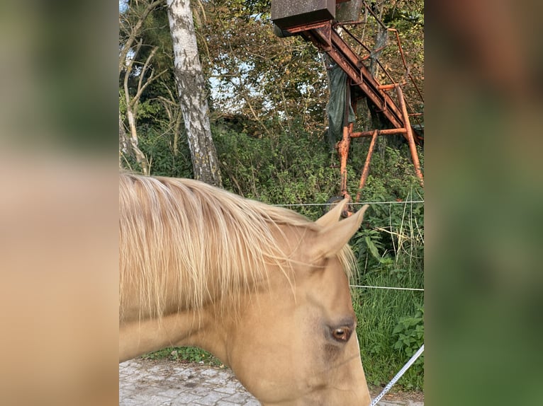 Caballo cuarto de milla Yegua 6 años 156 cm Champán in Harsewinkel