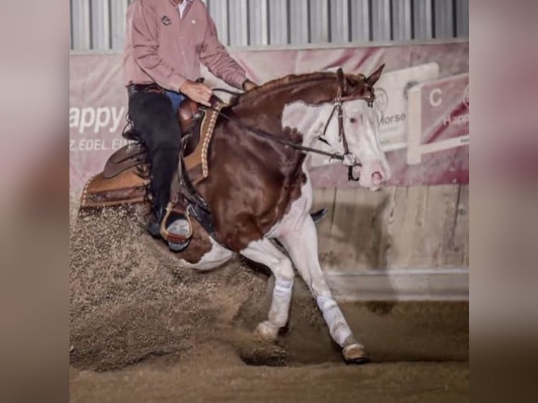 Caballo cuarto de milla Yegua 6 años 157 cm Alazán in Marcianise