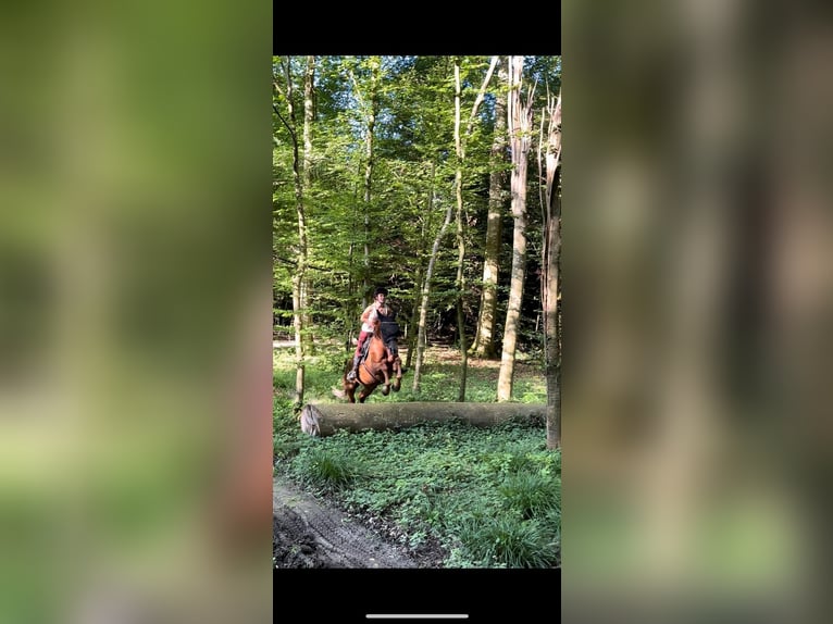 Caballo cuarto de milla Mestizo Yegua 6 años 157 cm Alazán-tostado in Weil am Rhein