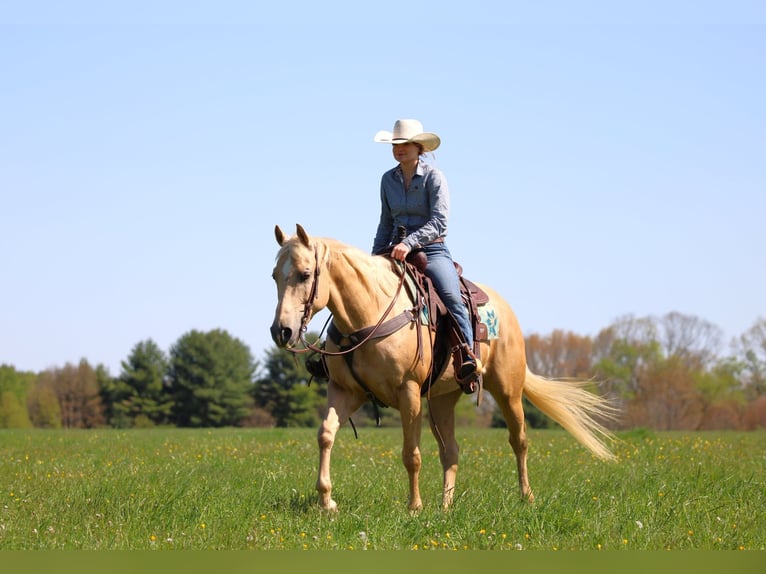 Caballo cuarto de milla Yegua 6 años 157 cm Palomino in Clarion, PA