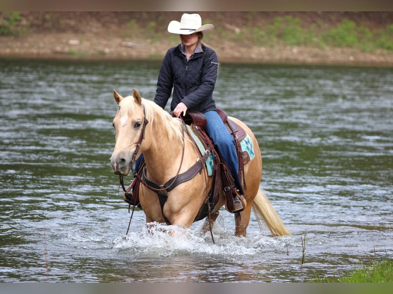 Caballo cuarto de milla Yegua 6 años 157 cm Palomino in Clarion, PA