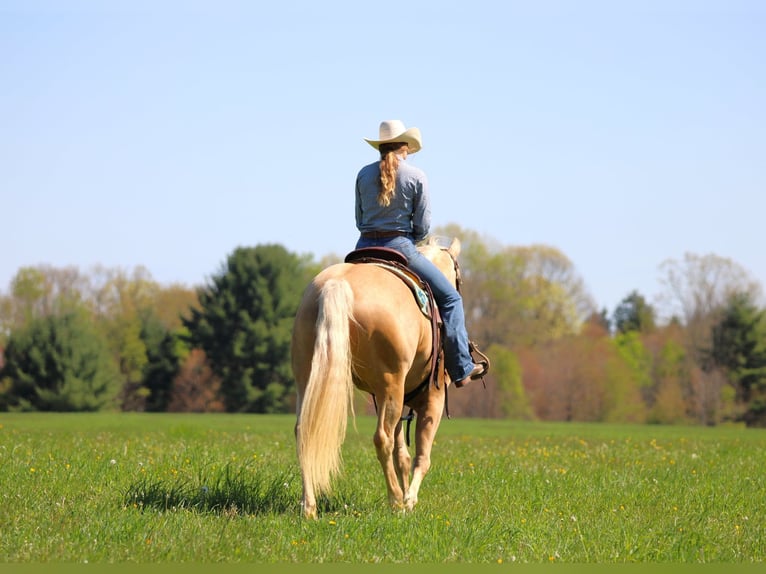 Caballo cuarto de milla Yegua 6 años 157 cm Palomino in Clarion, PA
