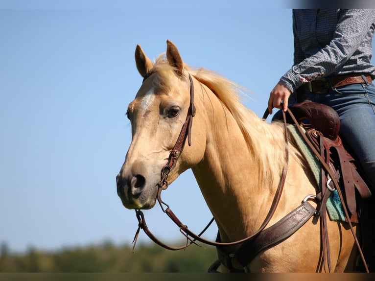 Caballo cuarto de milla Yegua 6 años 157 cm Palomino in Clarion, PA