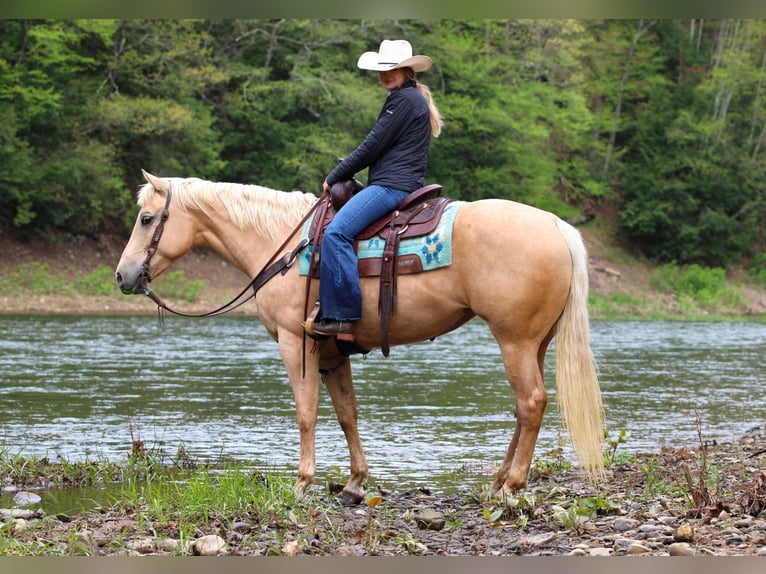 Caballo cuarto de milla Yegua 6 años 157 cm Palomino in Clarion, PA