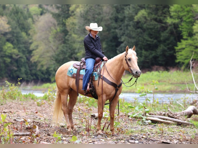 Caballo cuarto de milla Yegua 6 años 157 cm Palomino in Clarion, PA