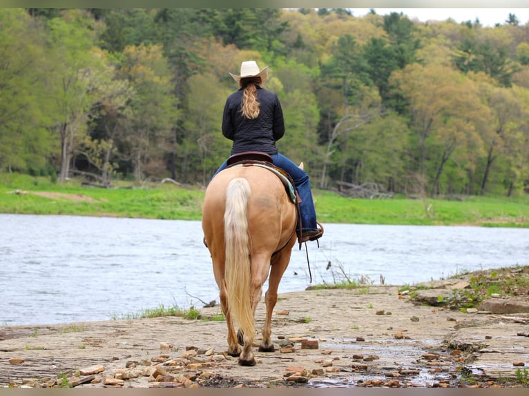 Caballo cuarto de milla Yegua 6 años 157 cm Palomino in Clarion, PA