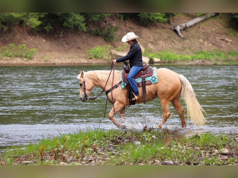 Caballo cuarto de milla Yegua 6 años 157 cm Palomino in Clarion, PA