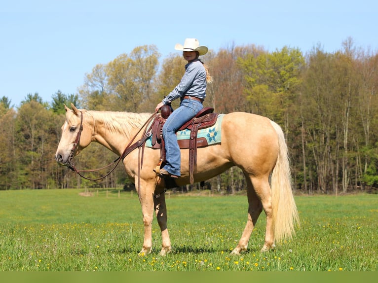 Caballo cuarto de milla Yegua 6 años 157 cm Palomino in Clarion, PA