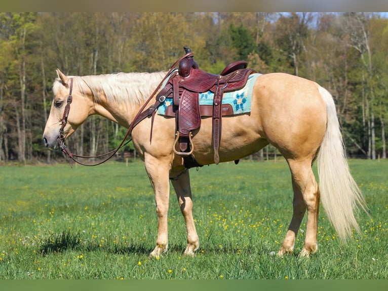 Caballo cuarto de milla Yegua 6 años 157 cm Palomino in Clarion, PA