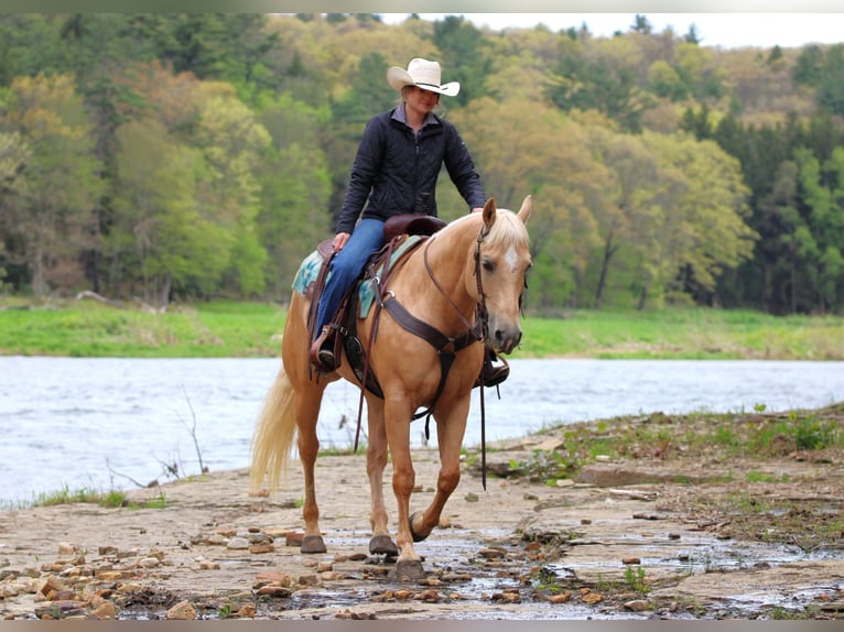 Caballo cuarto de milla Yegua 6 años 157 cm Palomino in Clarion, PA