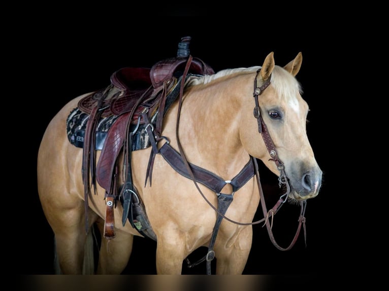 Caballo cuarto de milla Yegua 6 años 157 cm Palomino in Clarion, PA