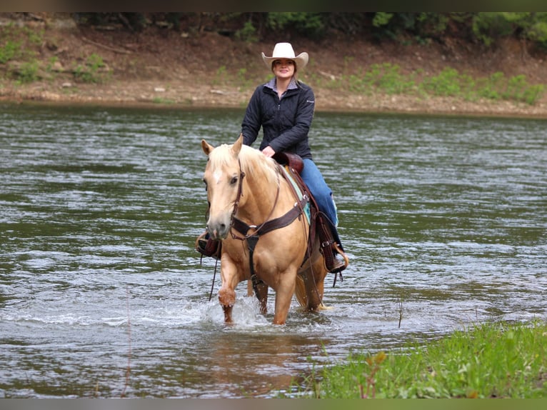 Caballo cuarto de milla Yegua 6 años 157 cm Palomino in Clarion, PA