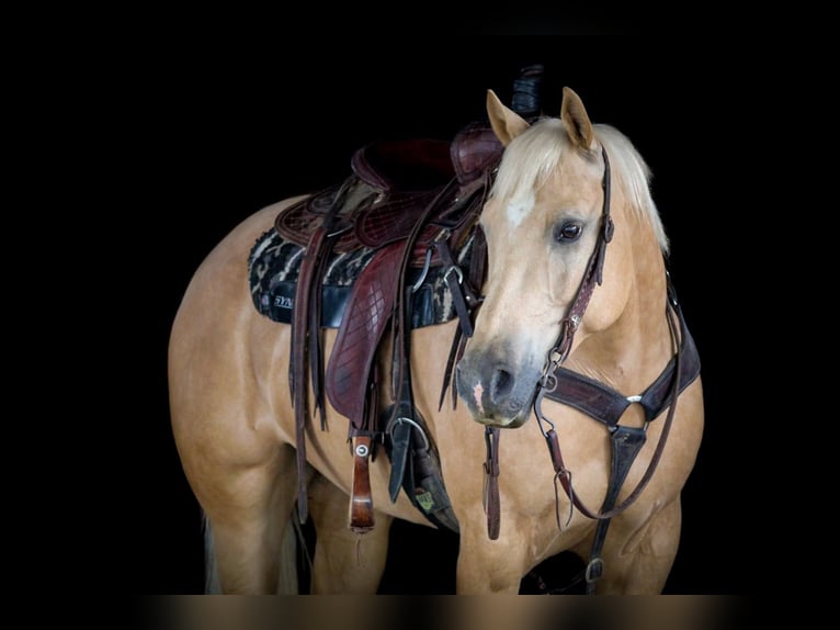 Caballo cuarto de milla Yegua 6 años 157 cm Palomino in Clarion, PA